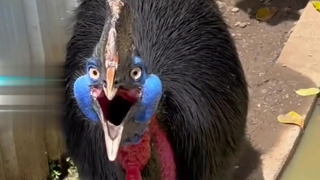 funny animals