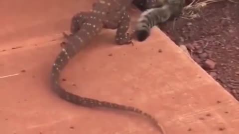 Cat Gets Wrecked By Lizard