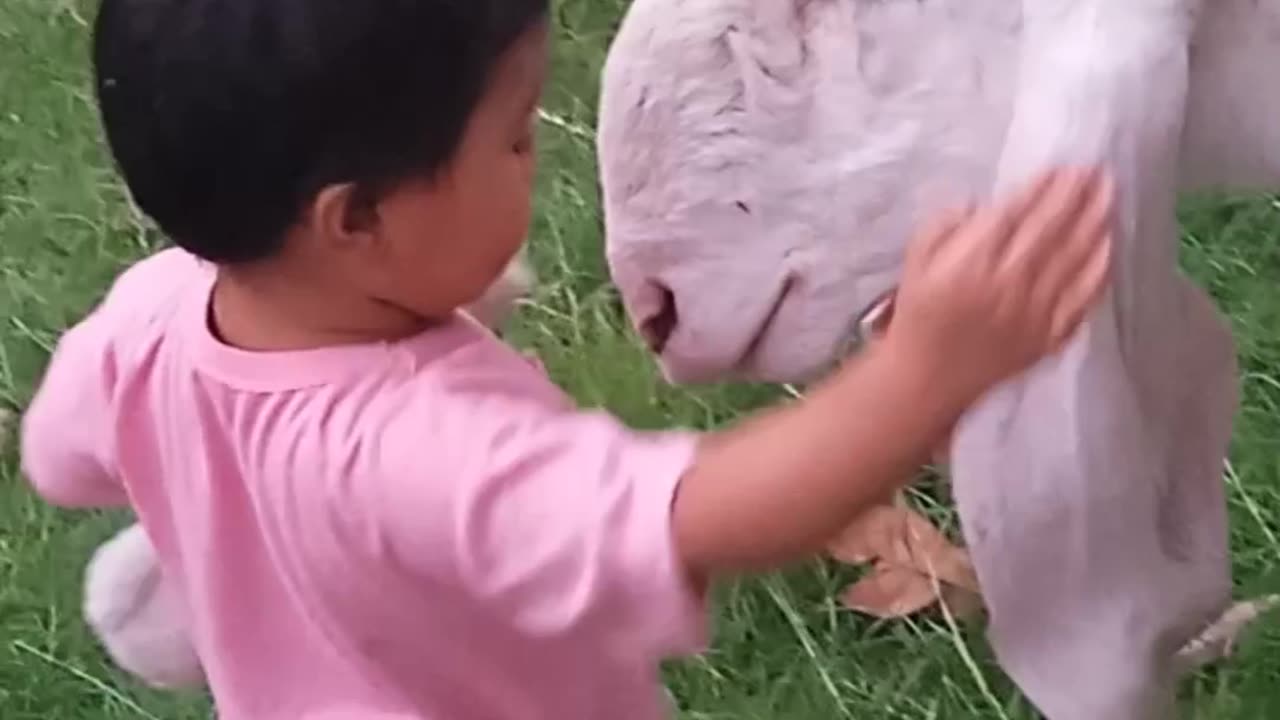 Cute baby & Cute animals, Cute Lamb