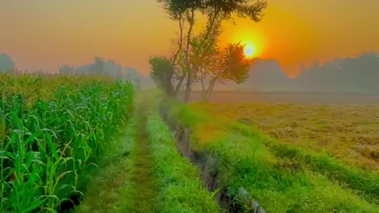 Morning video