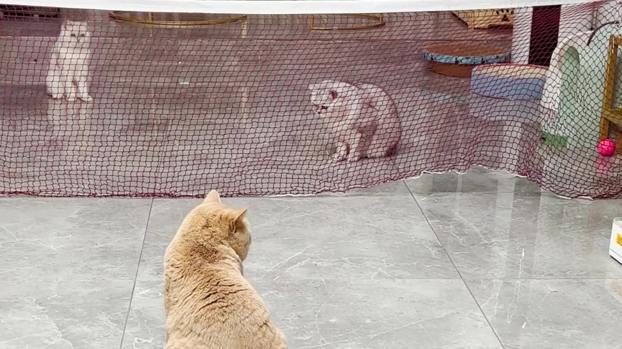 Intelligent & Adventurous Cat's Smack