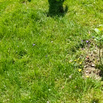 New Dog takes on Lawmower