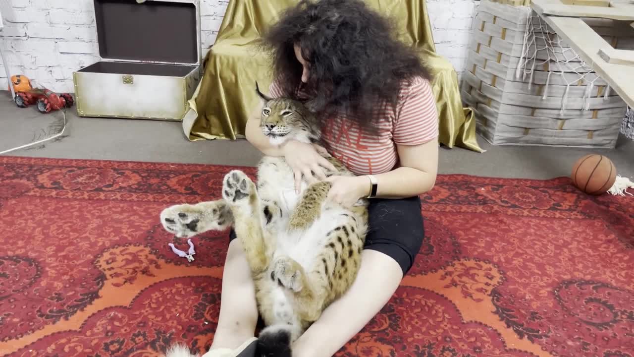 Wild lynx in the hands of the hostess receives a portion of hugs and kisses