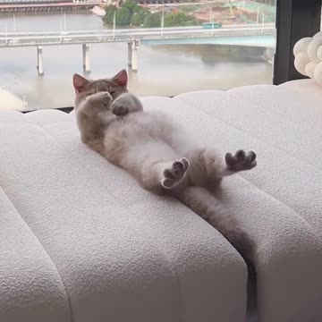 Insanity or he is brave ?