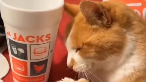 Funny Cats Funny Cat Videos #22