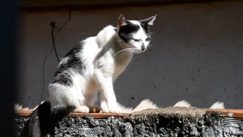 gata