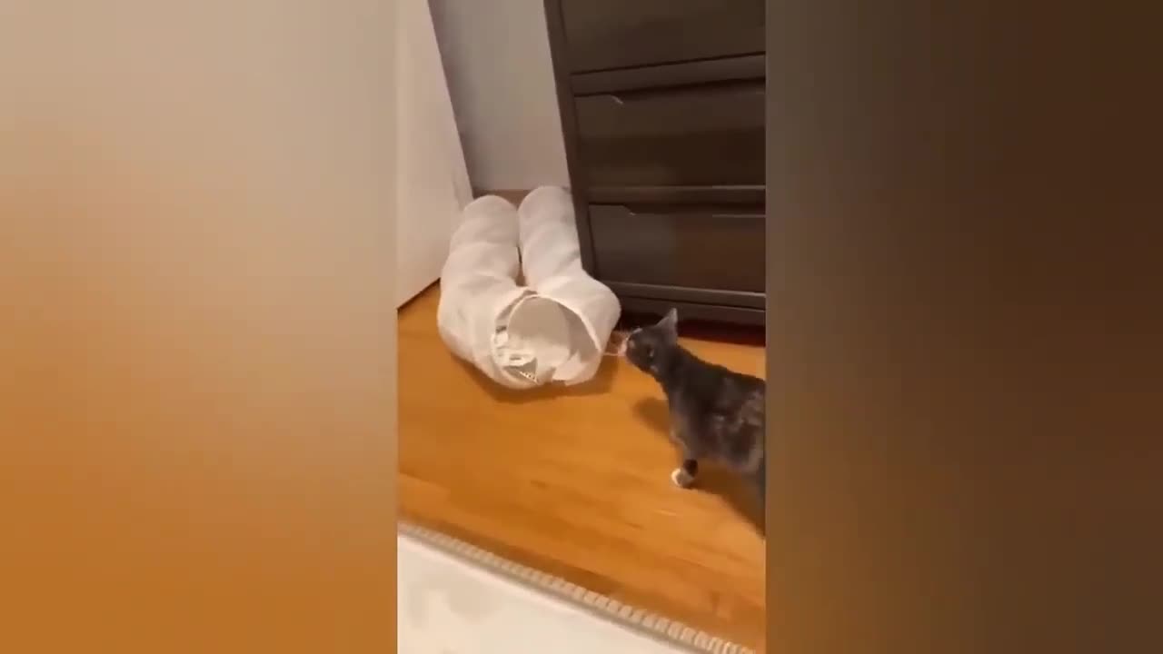 HOUR FUNNY CATS COMPILATION 2022😂_ Funny and Cute Cat Videos😸 ! - 026