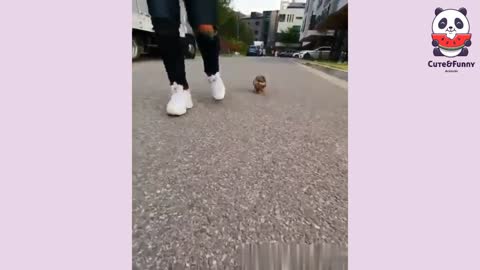 Baby Dogs - Cute & Funny Dogs Videos | Cute &Funny Animals