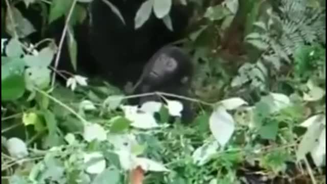 🔥 baby gorilla attempts first chest pump