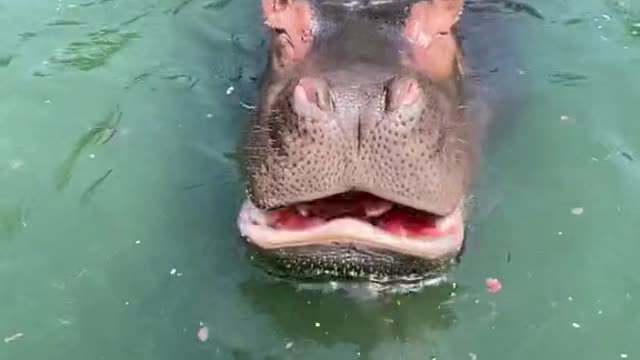 hippo