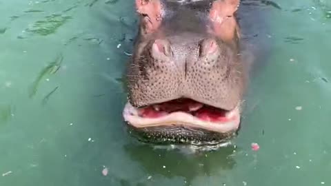 hippo