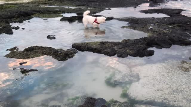 Dogs love to explore and research especially in pools