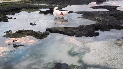 Dogs love to explore and research especially in pools