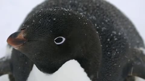 Adélie Penguin