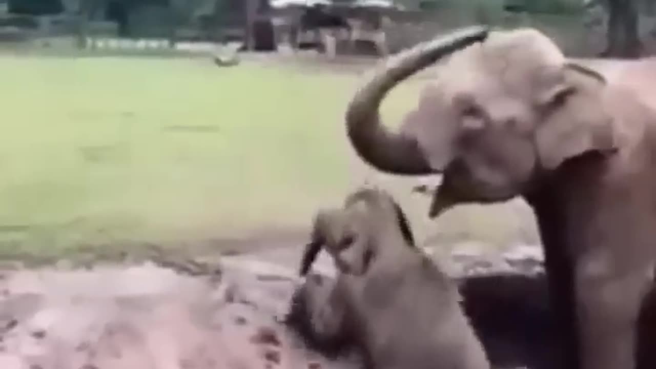 Angry elephant in wildlife 😡😡