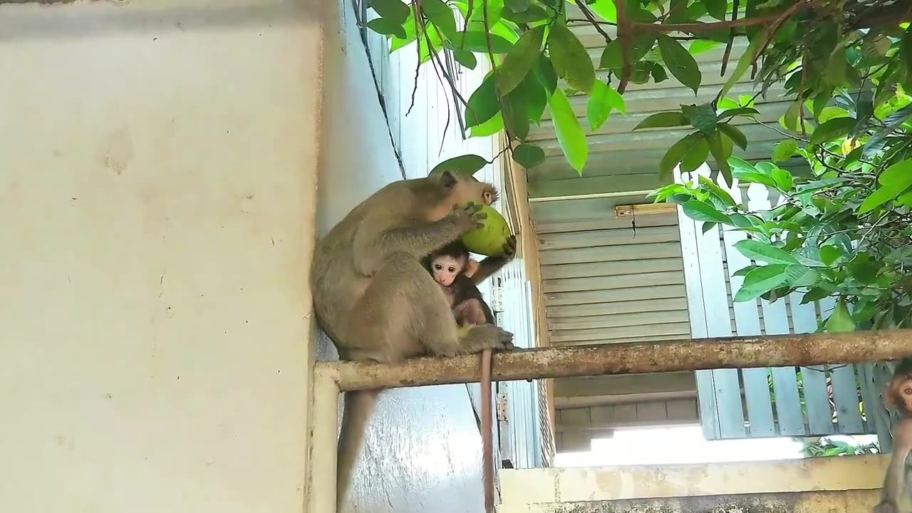 NEW FUNNY VIDEO 02