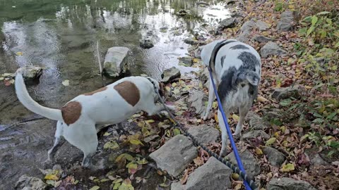 Exploring the River Bank with my Amazing Dogs