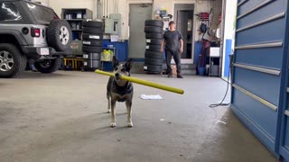 Shop Dog is a Pro Baseball Batter