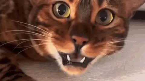 Cute Cat Gif