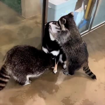 Racoons have found their new best friend
