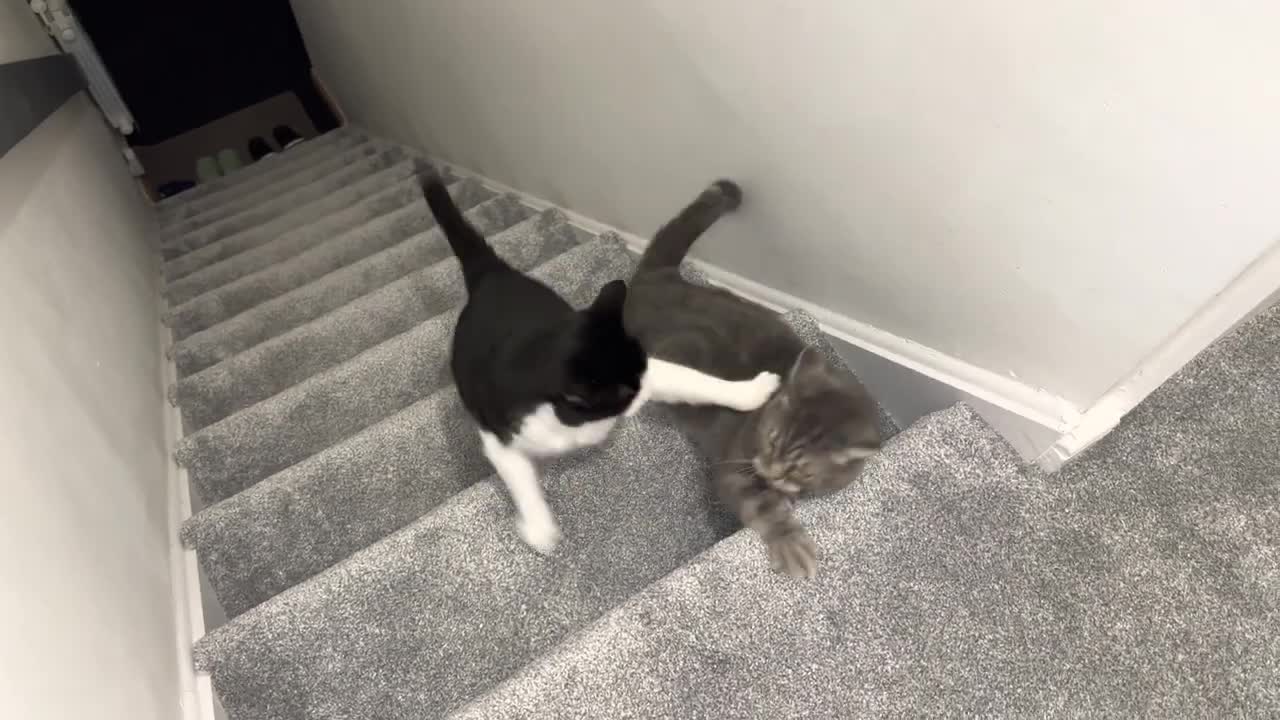 Cats Fight On The Stairs