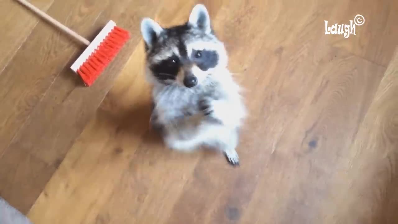 funny raccoon 🦝🦝🦝🤣🤣🤣