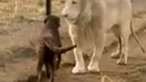 Cute dog