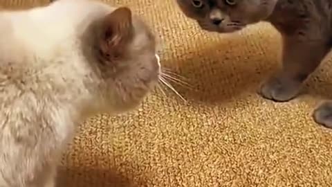 Funny pets