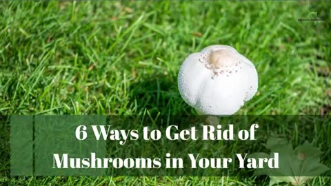 5 Effective Ways to Eliminate Mushrooms from Your Yard - Tips from Absolute Lawn Pros