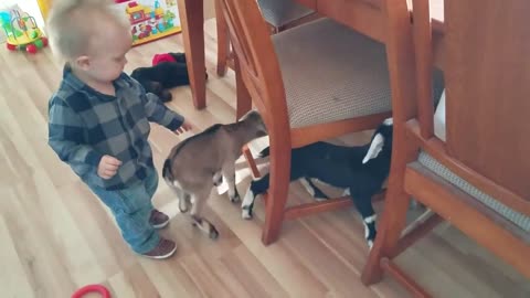 Baby and Baby Goats