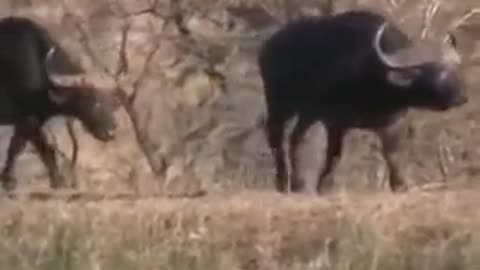 Battle at Kruger