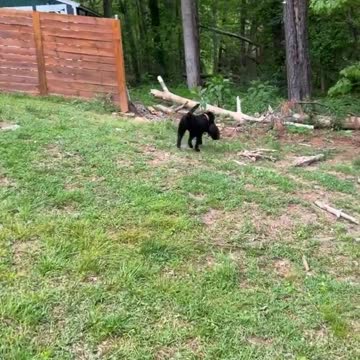 dog playing with chicken friend