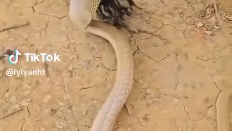 The real serpent #shorts #shortvideo #video #virals #videoviral