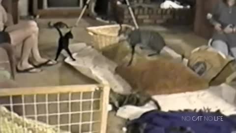 Scaredy Cats Compilation