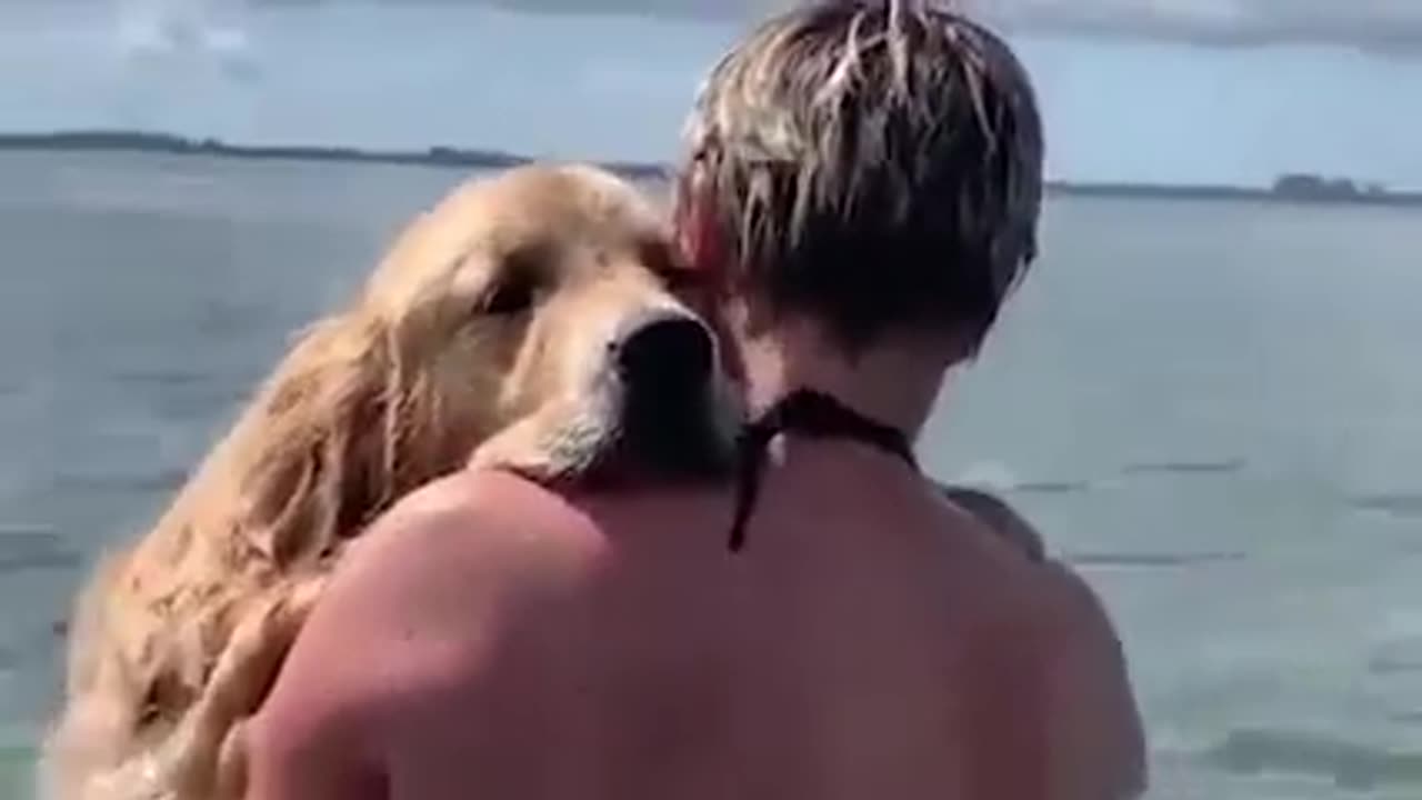 Animal dog nice job
