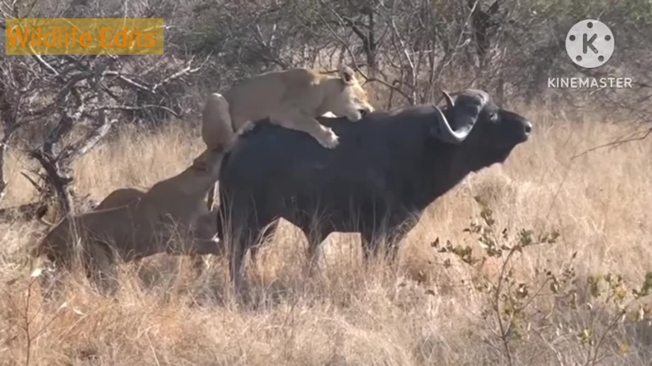 Three lions attack African Buffalo