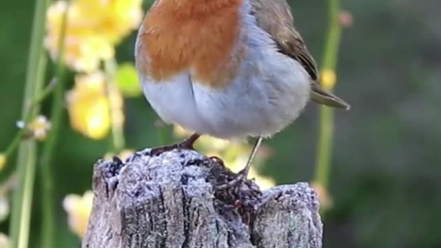 Lovely Small Bird Funny Video