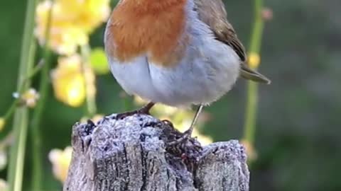 Lovely Small Bird Funny Video