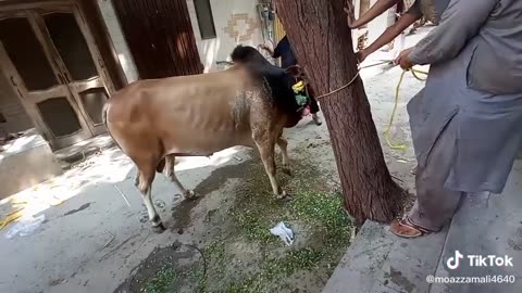 Cow Qurbani