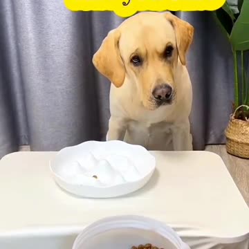 Dog funny video 📸