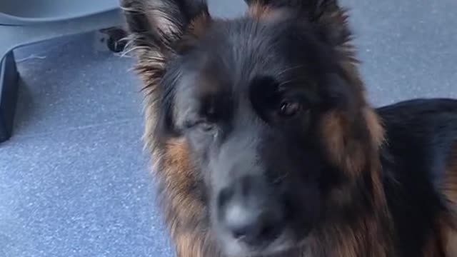 #quickmaths #fyp #PetsOfTikTok