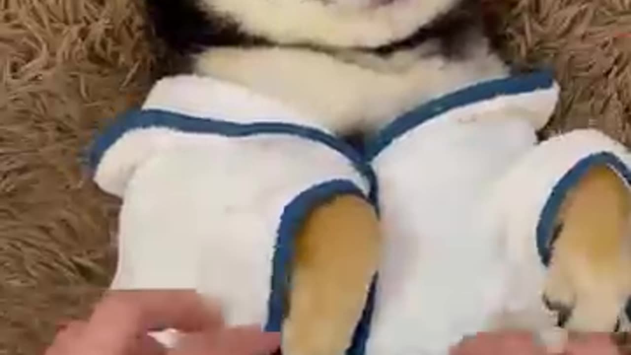 Dog video