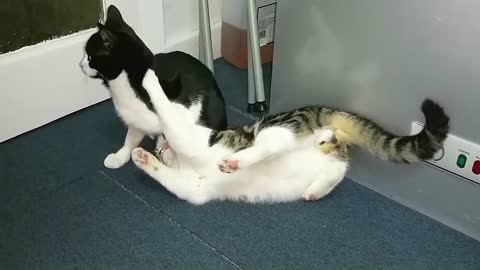 Cat Fight Compilation Video