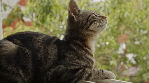 Cat Looking Outside The Window