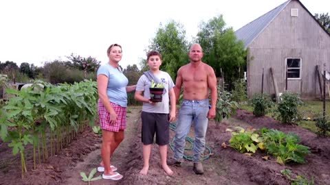 An Okra Garden, Scott, Louisiana