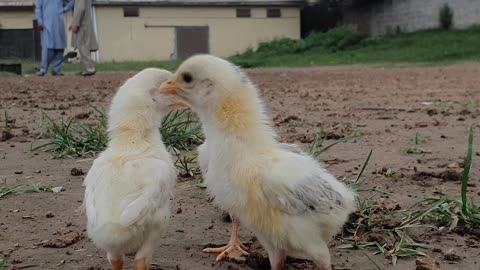 Lost baby chickens looking for there mommy hen