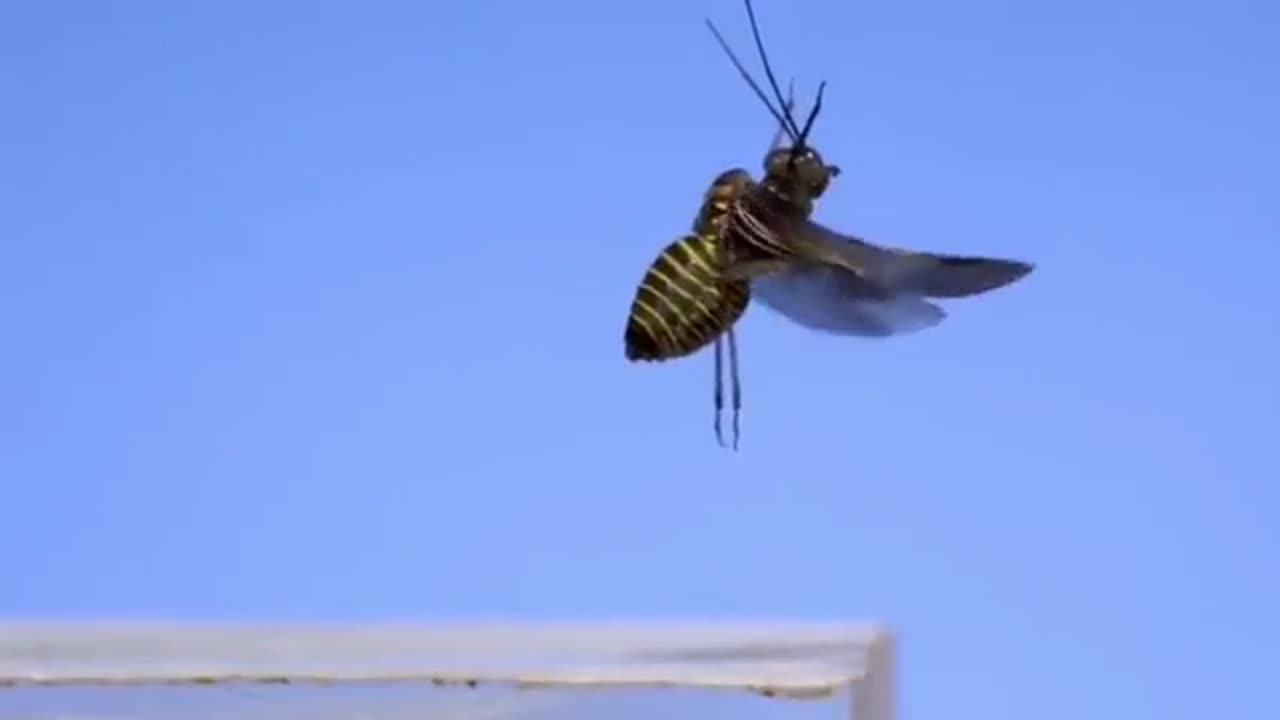 Insects taking off in 3200 FPS 😎👍