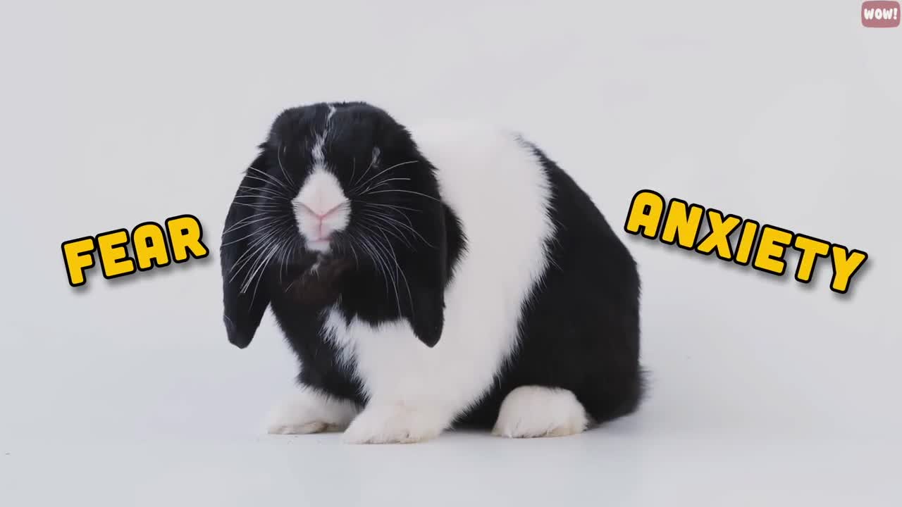 15things to note about what Rabbits hate