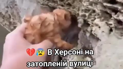 how people safe kitty in flooded Kherson