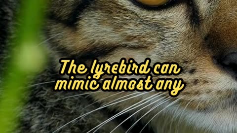 Animal Facts Lyrebird Mimicry #shorts